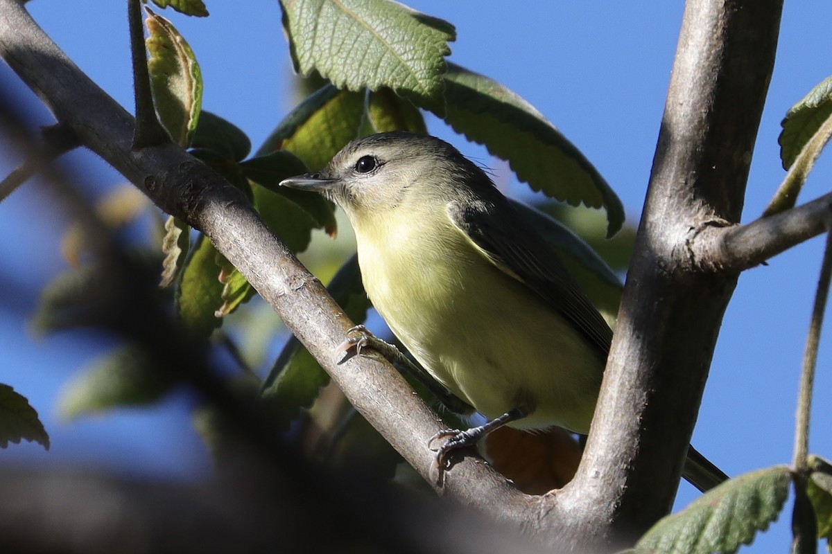 Philadelphia Vireo - ML646908555