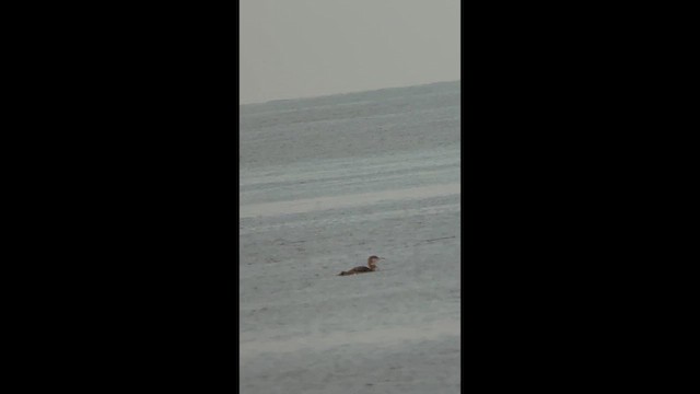 Common Loon - ML646908556