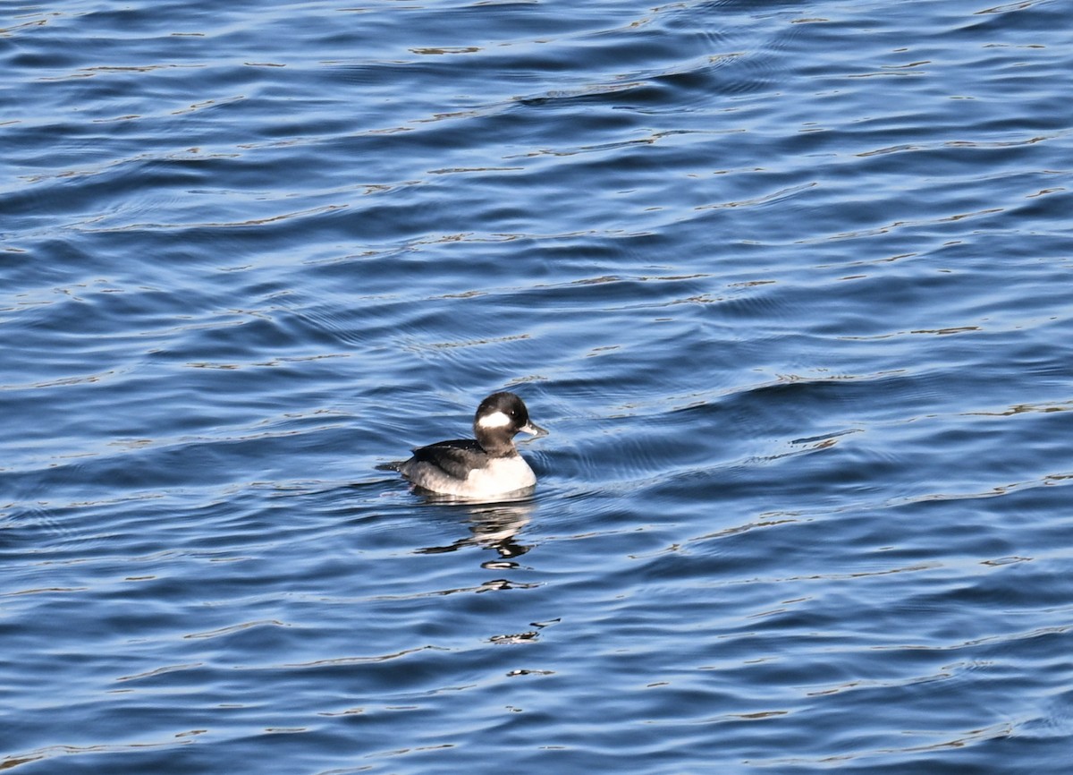 Petit Garrot - ML646908558