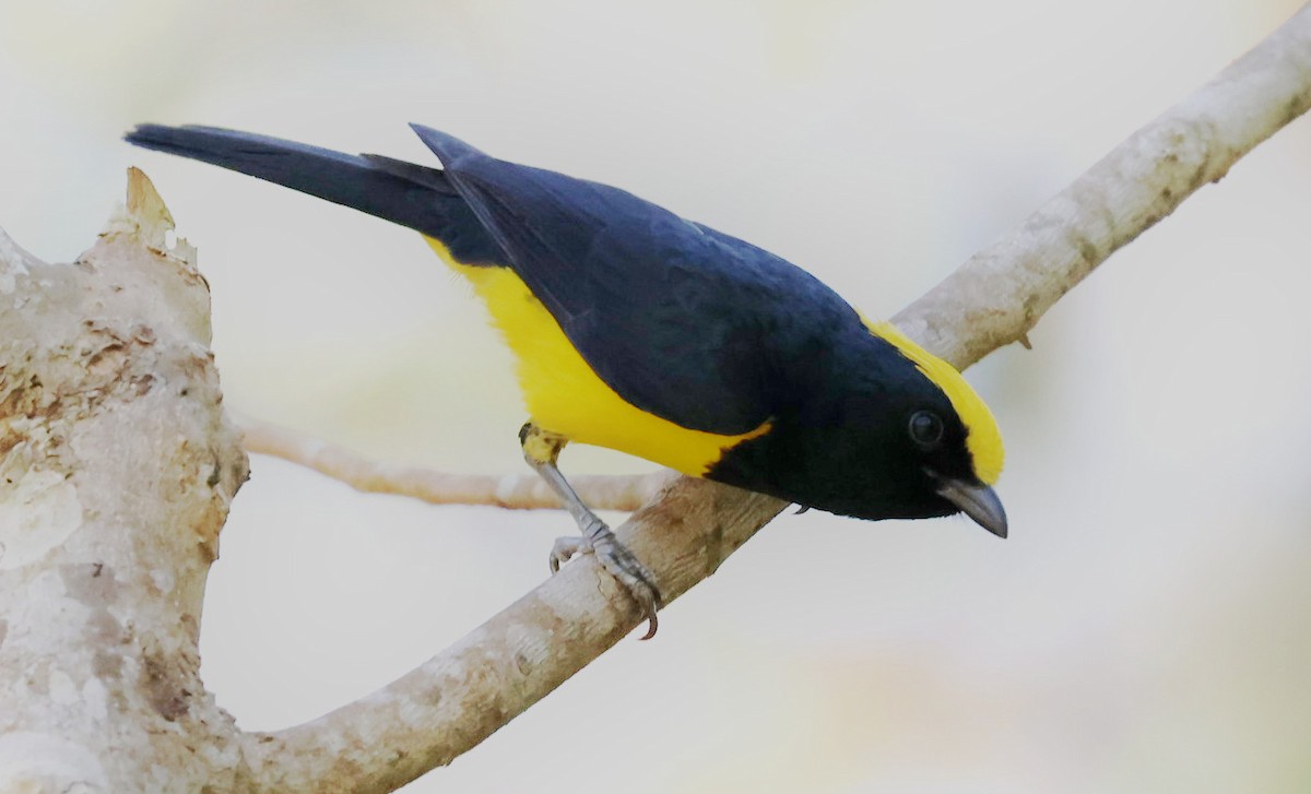 Sultansmeise - ML646908560