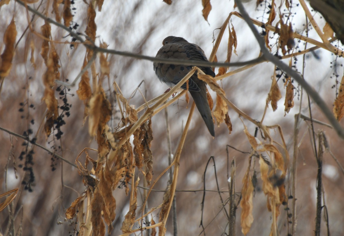 Mourning Dove - ML646908561