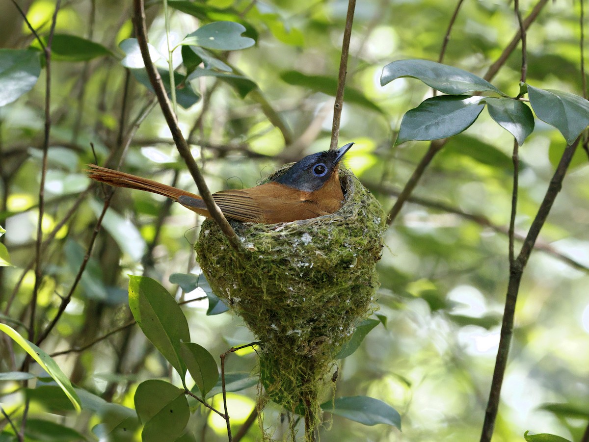 Malagasy Paradise-Flycatcher - ML646908562