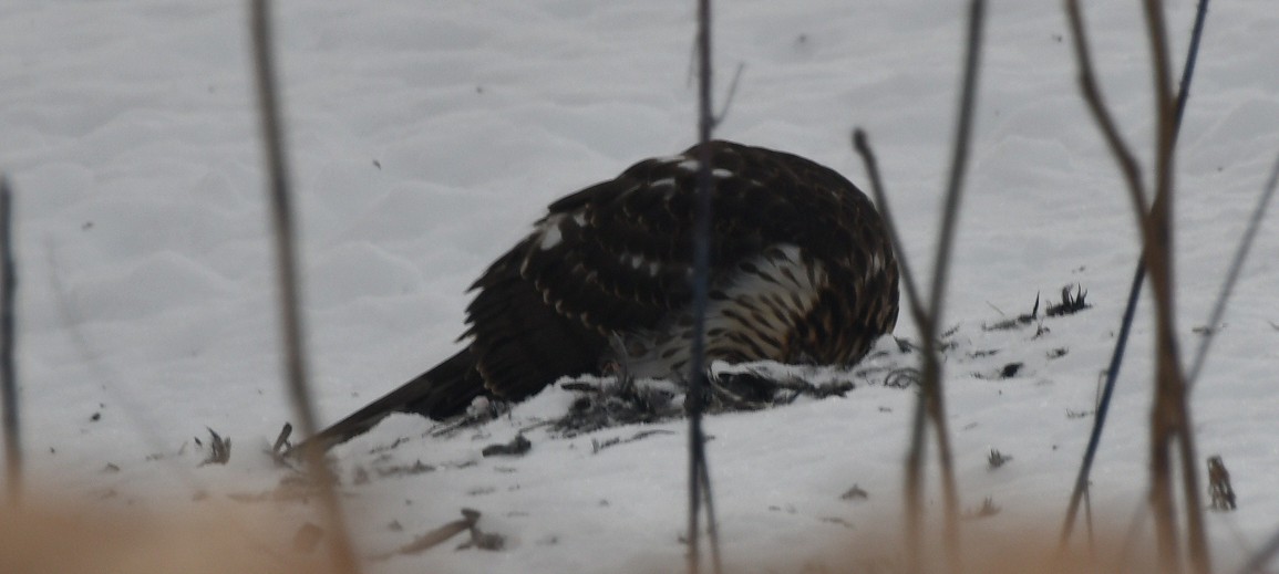 Cooper's Hawk - ML646908567