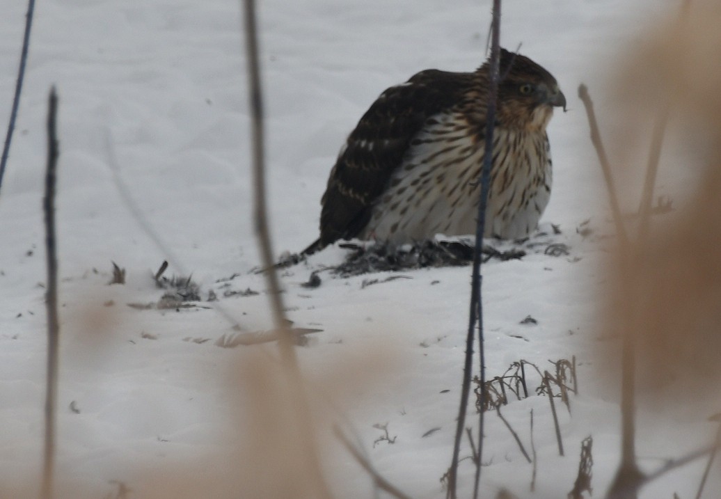 Cooper's Hawk - ML646908569