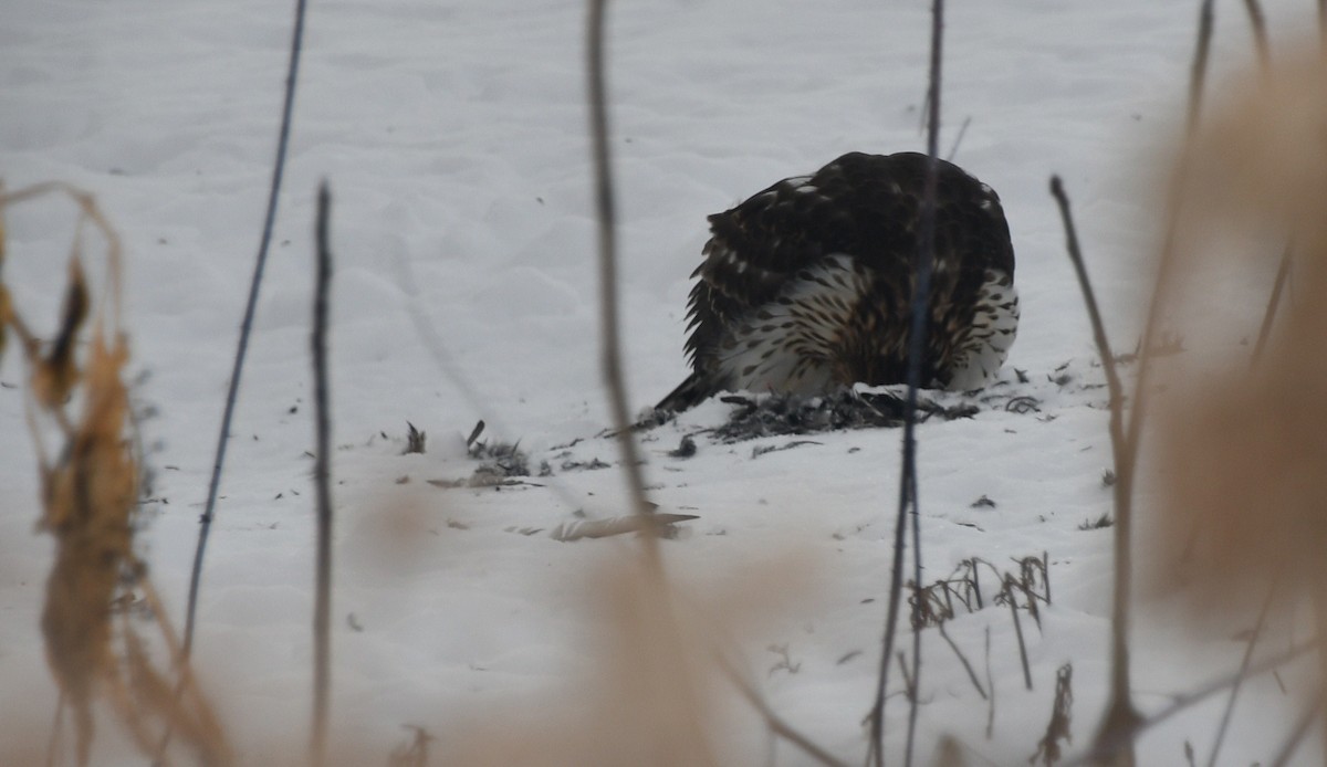 Cooper's Hawk - ML646908570