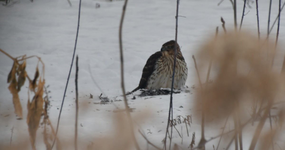 Cooper's Hawk - ML646908571