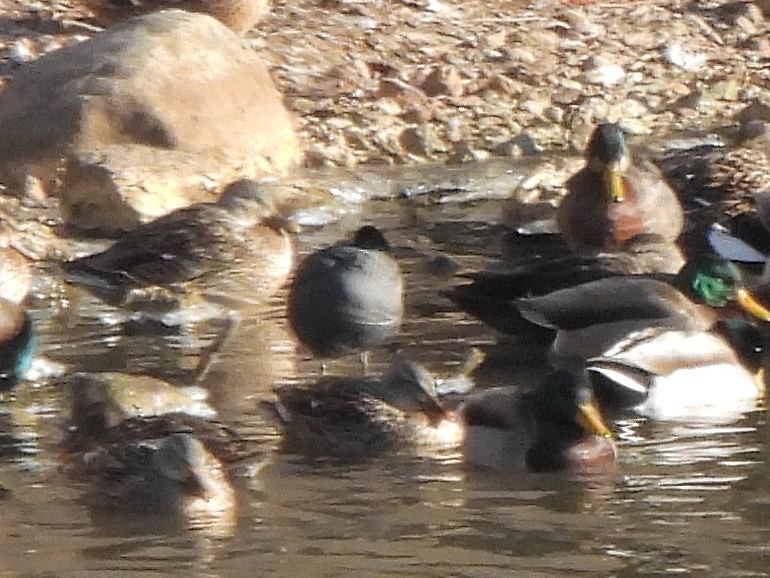 אגמית אמריקנית - ML646908575