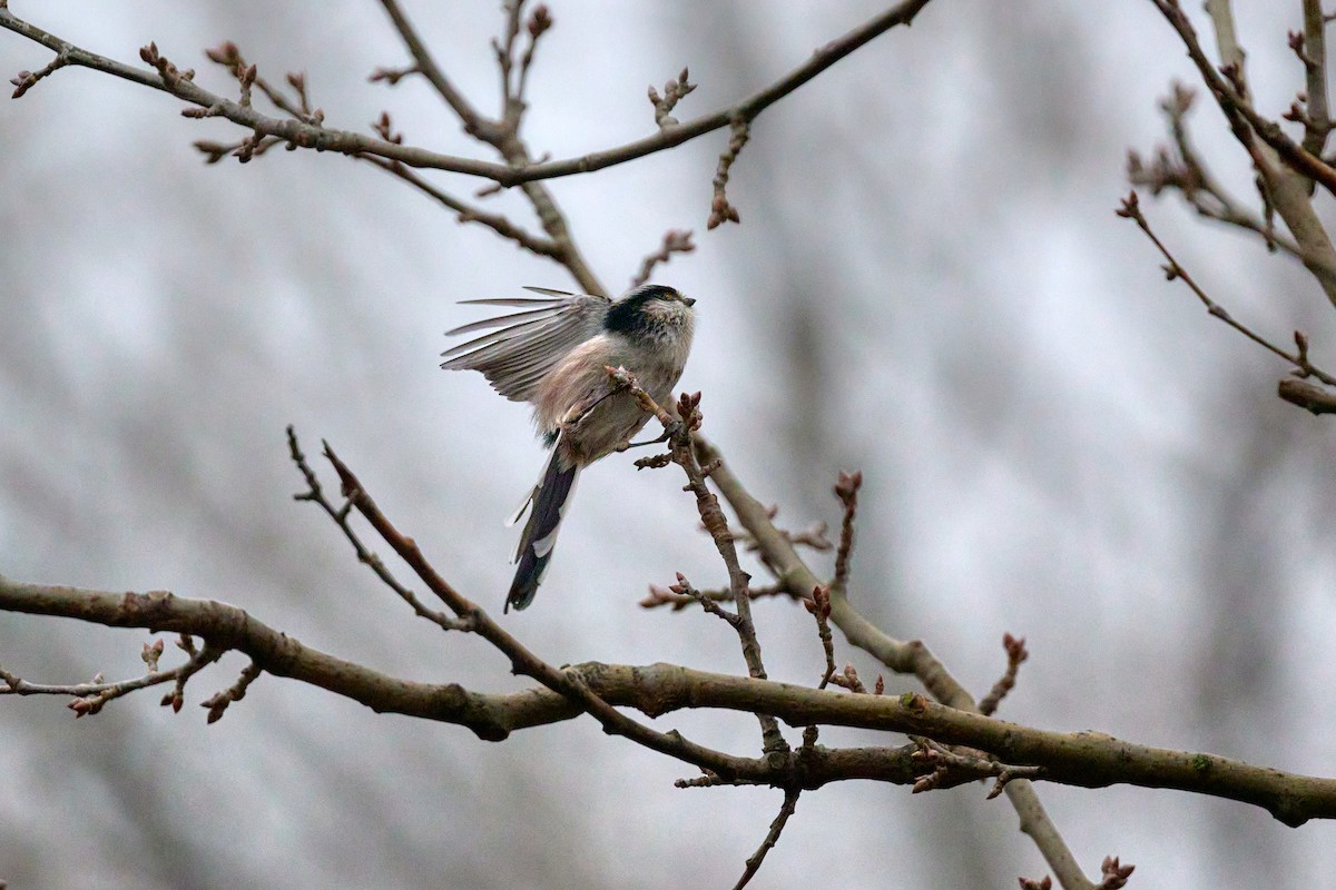 Long-tailed Tit - ML646908578