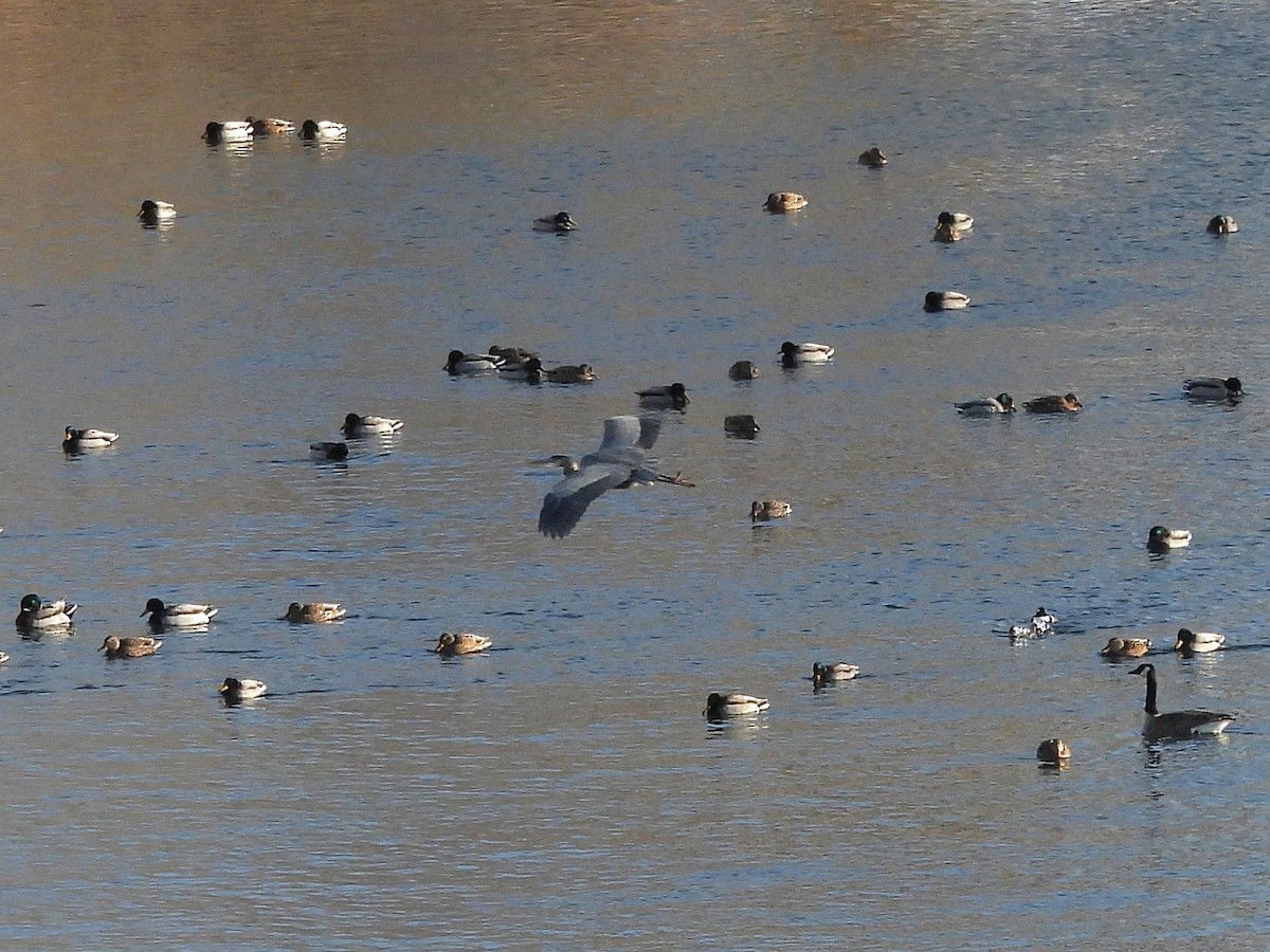 Great Blue Heron - ML646908580