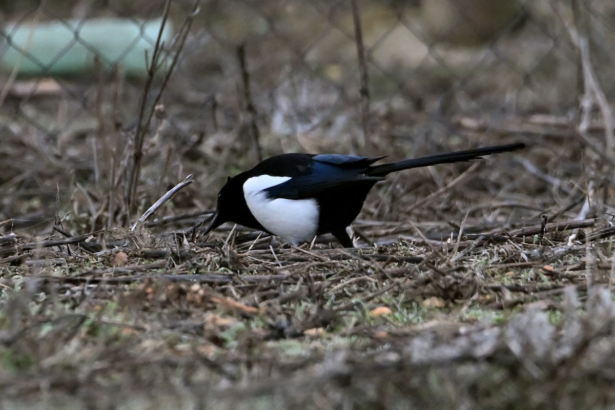 Eurasian Magpie - ML646908582