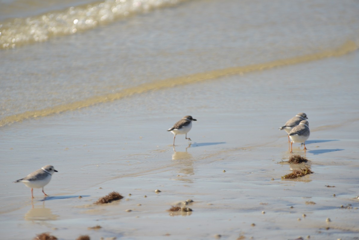 Wilson's Plover - ML646908583