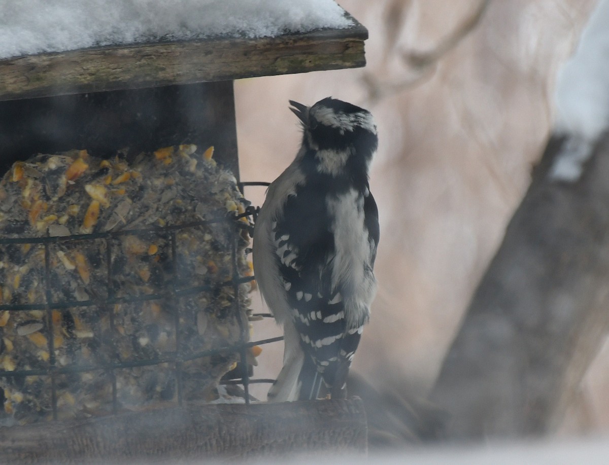 Downy Woodpecker (Eastern) - ML646908584