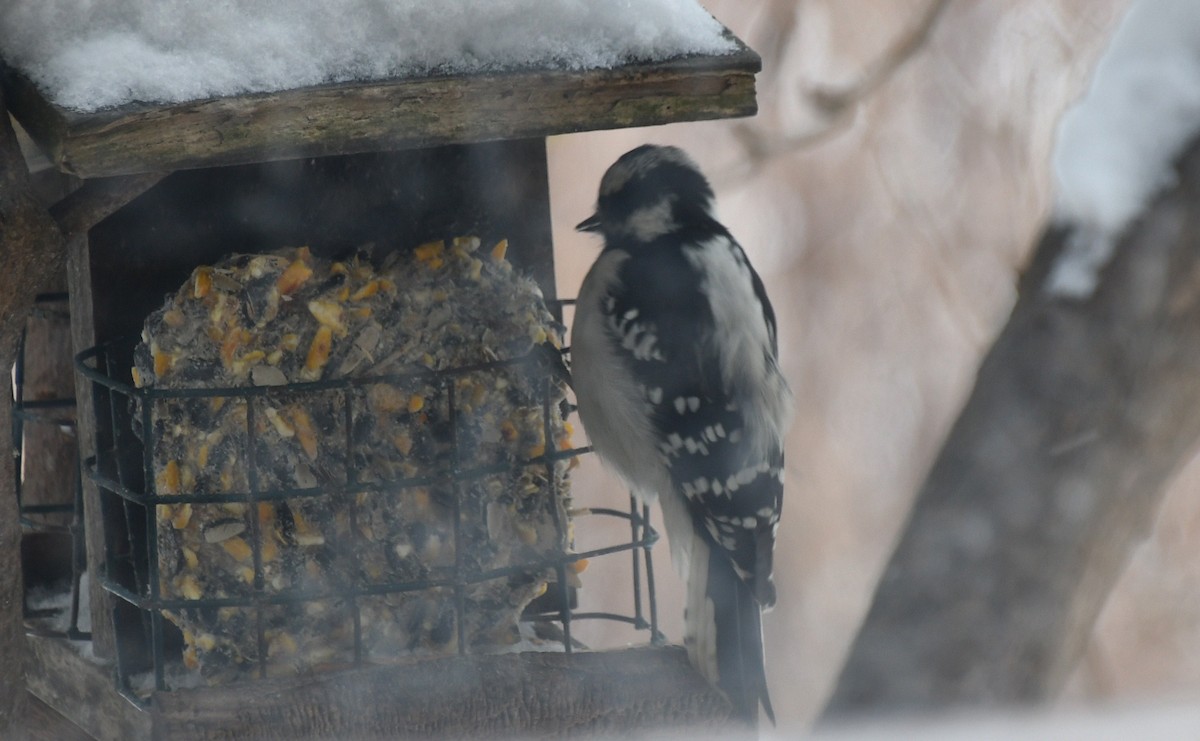 Downy Woodpecker (Eastern) - ML646908585