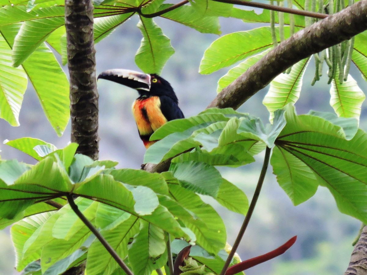 Collared Aracari - ML646908586