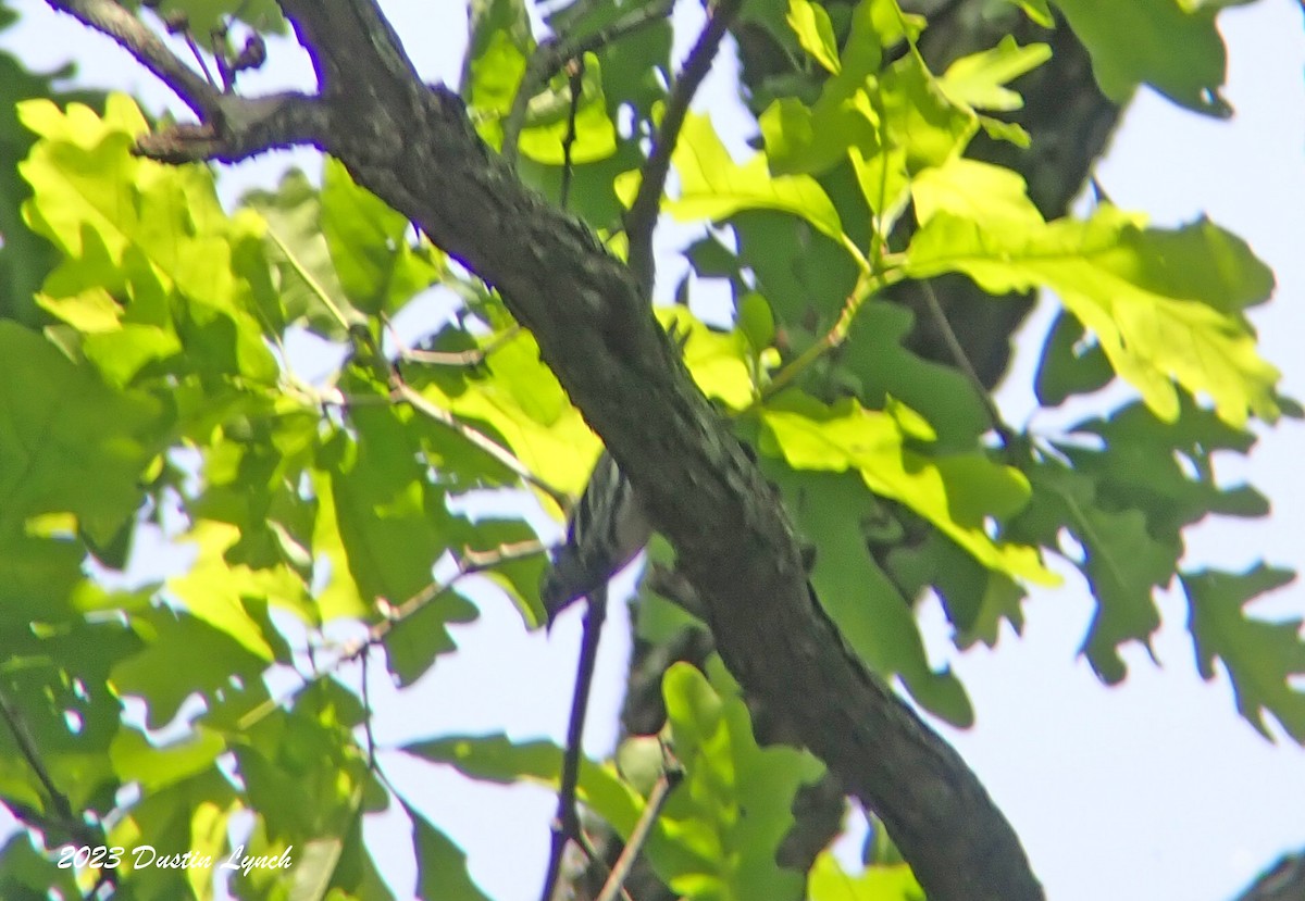 Black-and-white Warbler - ML646908589