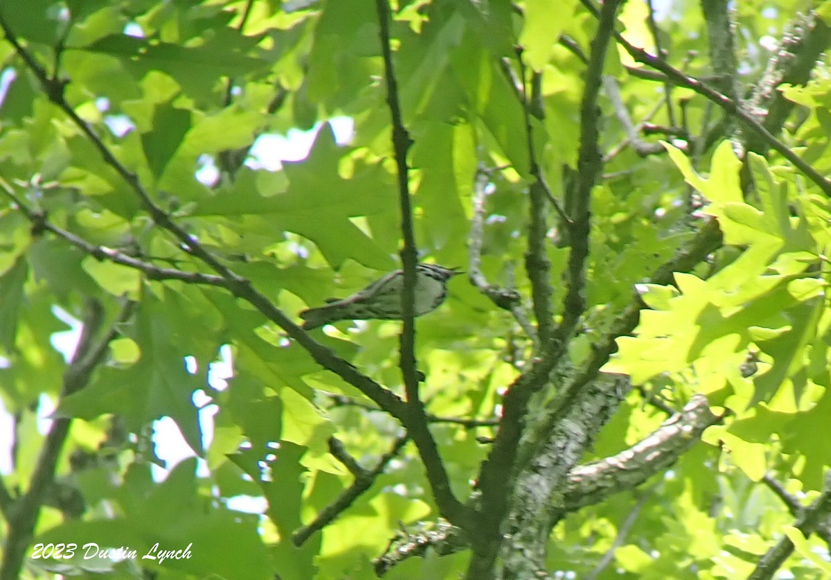 Black-and-white Warbler - ML646908590