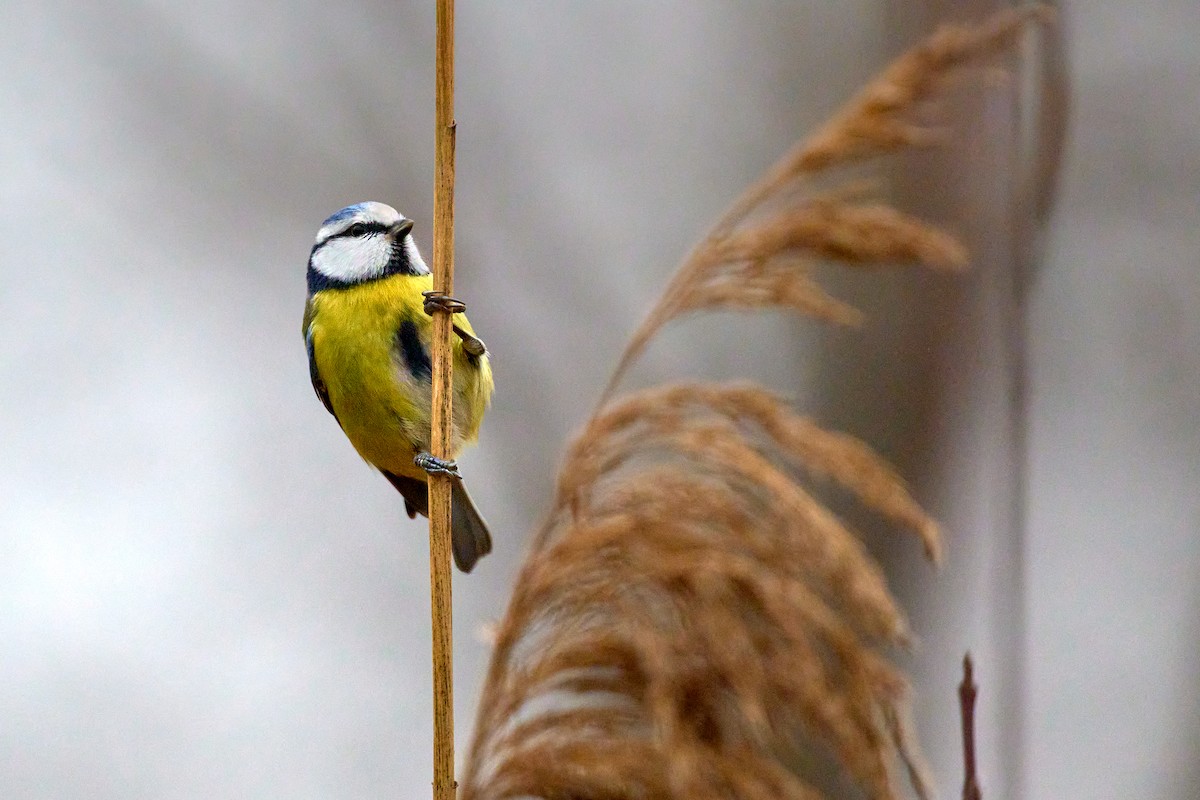 Eurasian Blue Tit - ML646908591