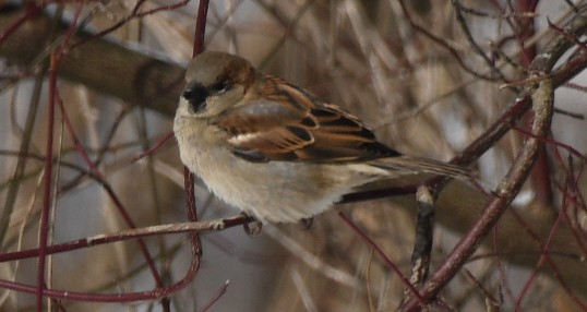 House Sparrow - ML646908592