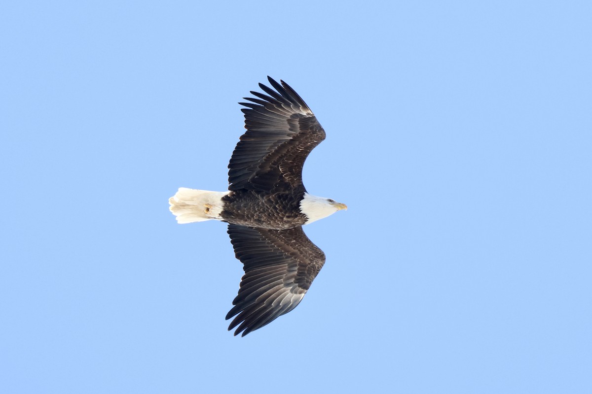 Bald Eagle - ML646908595