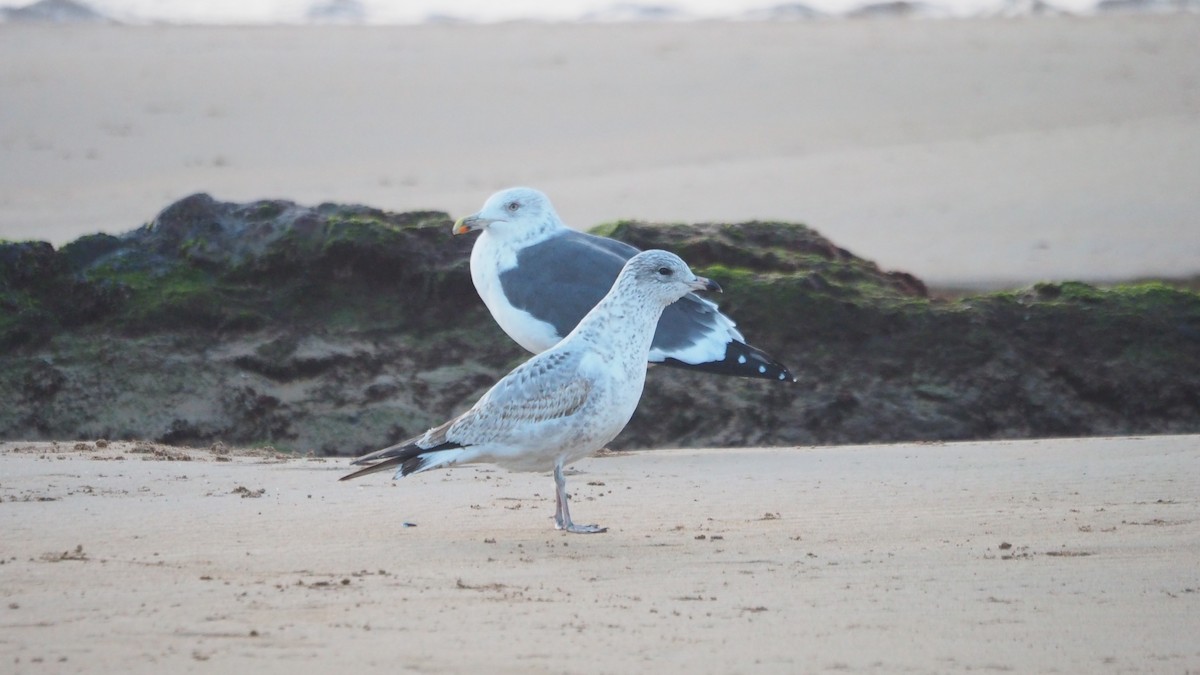 Ring-billed Gull - ML646908598