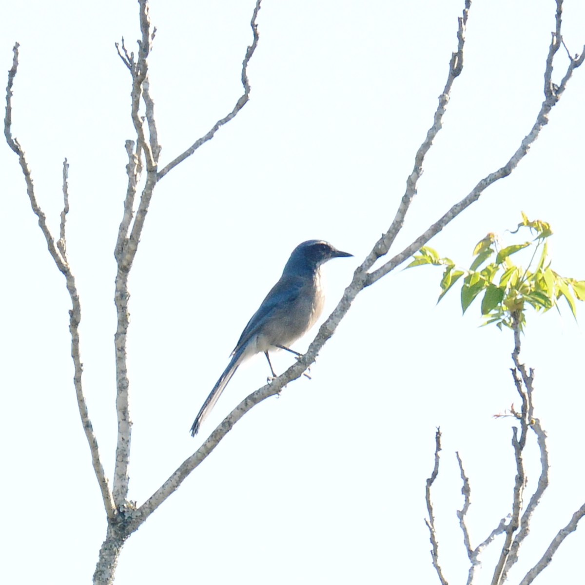 Woodhouse's Scrub-Jay - ML646908599