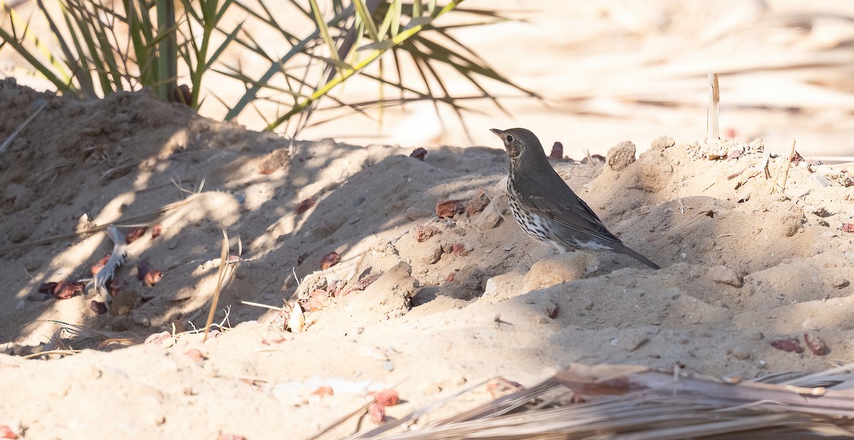 Song Thrush - ML646908600