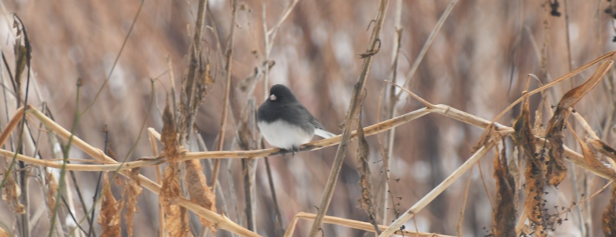 Dark-eyed Junco (Slate-colored) - ML646908601