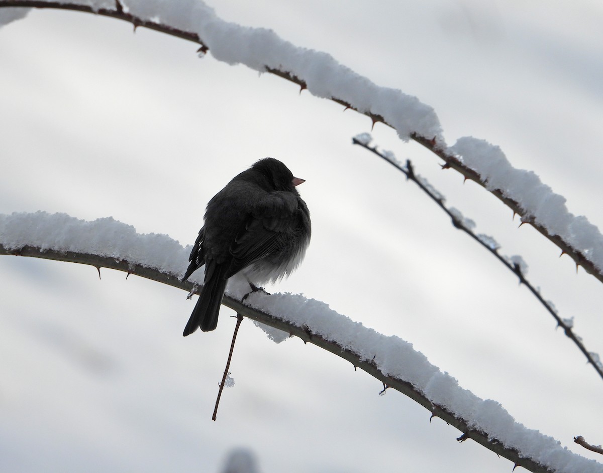 Dark-eyed Junco - ML646908602
