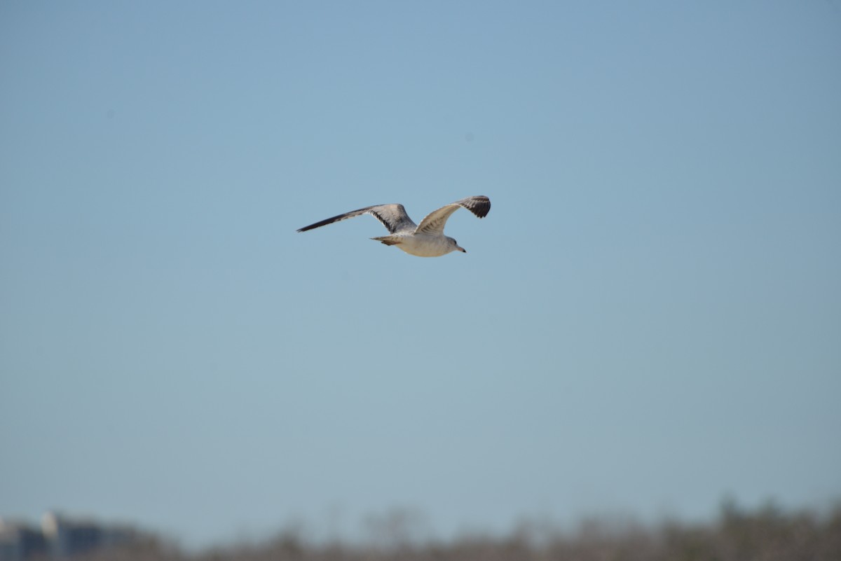 Laughing Gull - ML646908603