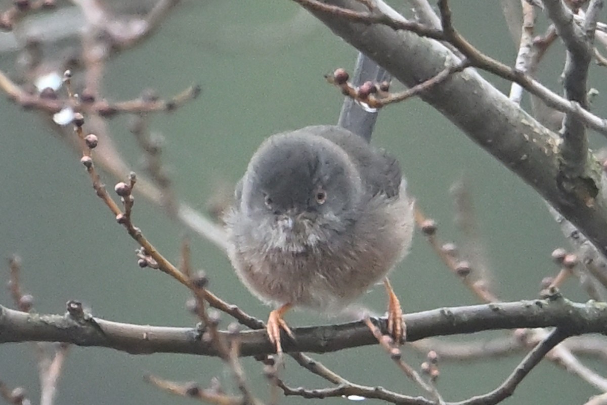 Dartford Warbler - ML646908605