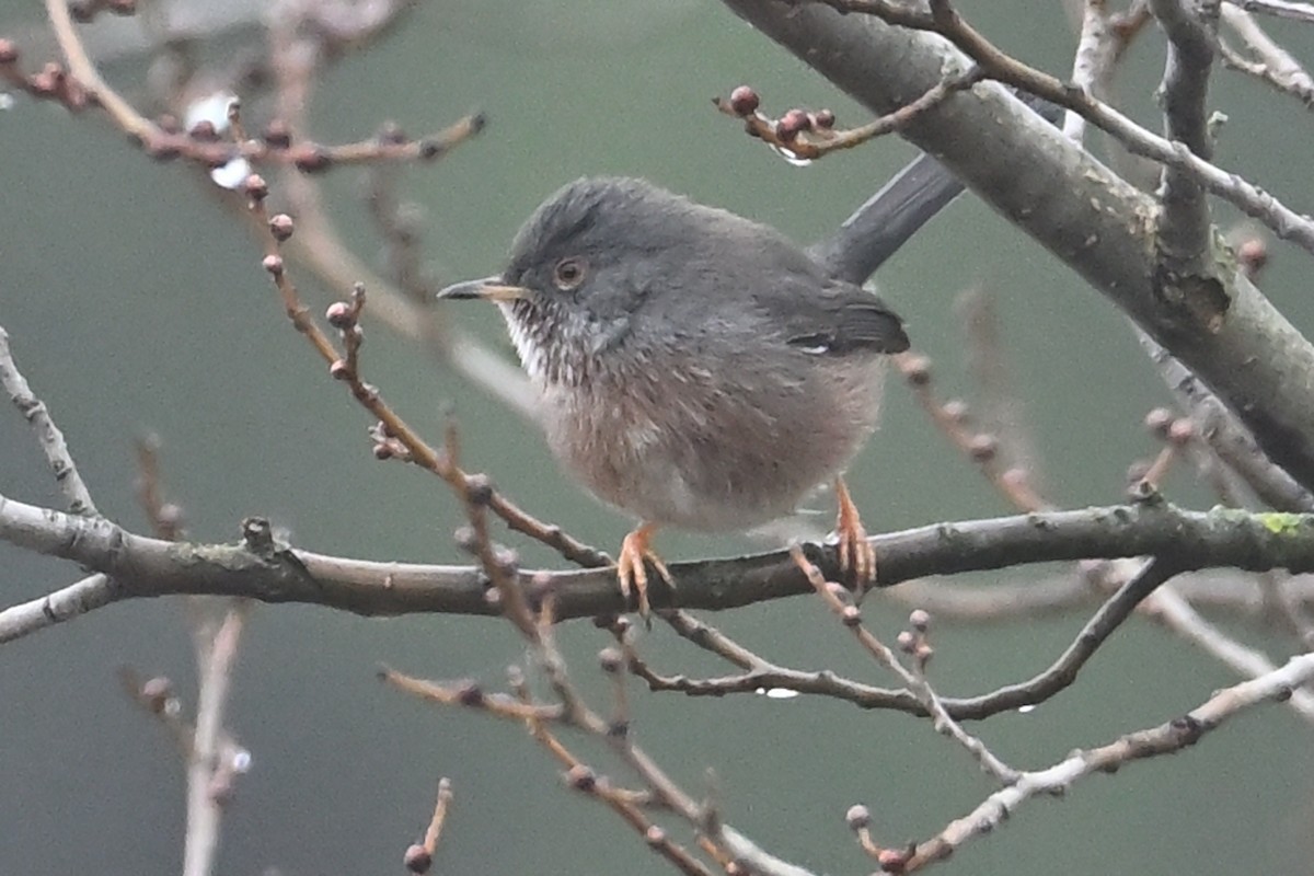 Dartford Warbler - ML646908608