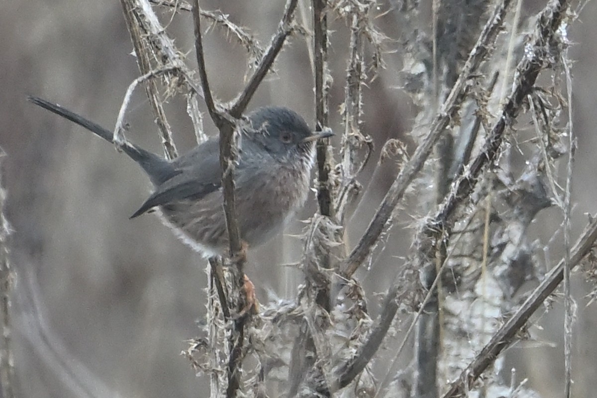 Dartford Warbler - ML646908609