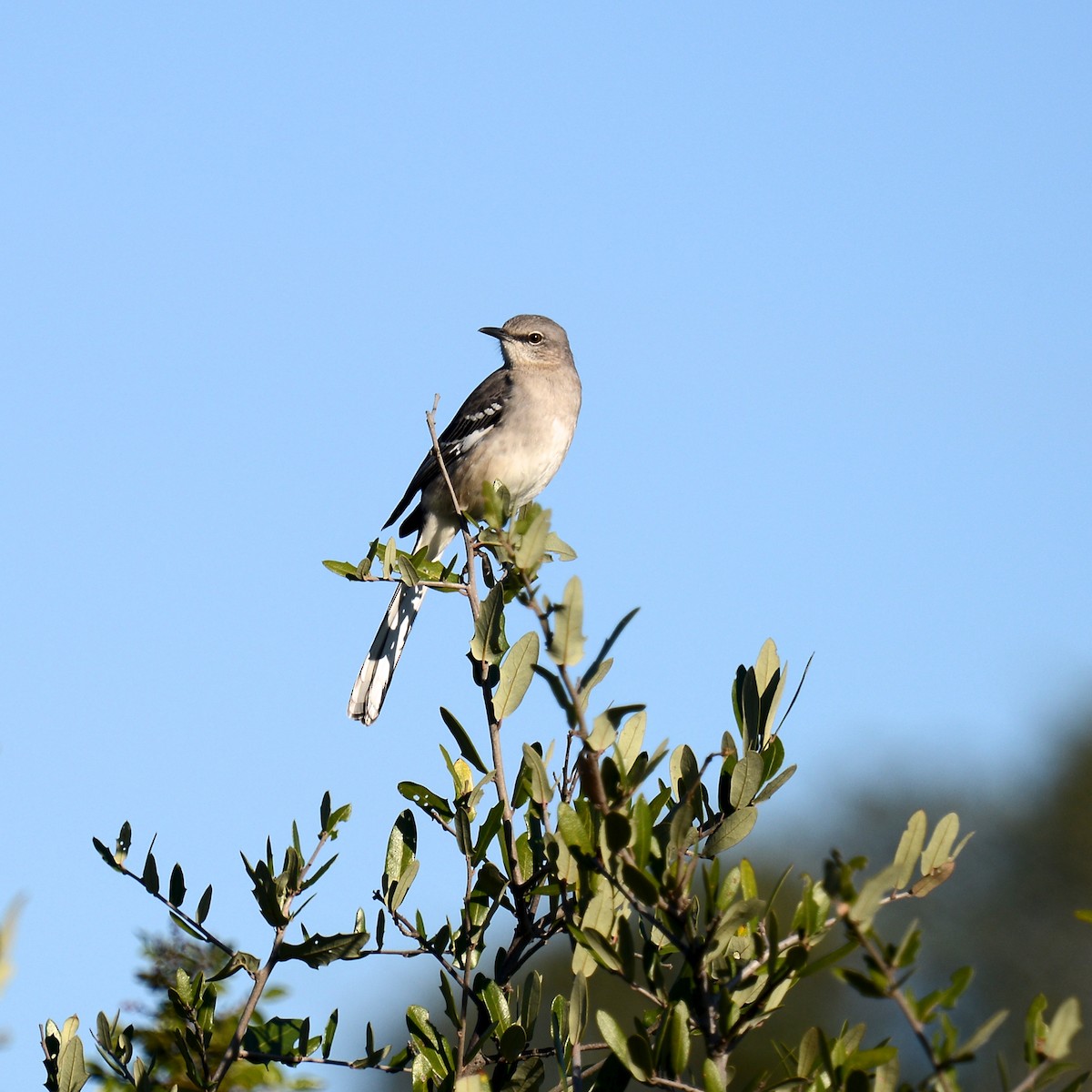 Northern Mockingbird - ML646908610