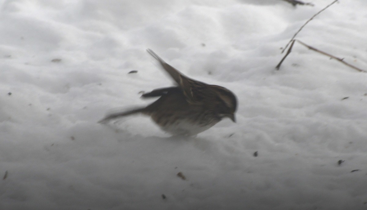 White-throated Sparrow - ML646908612