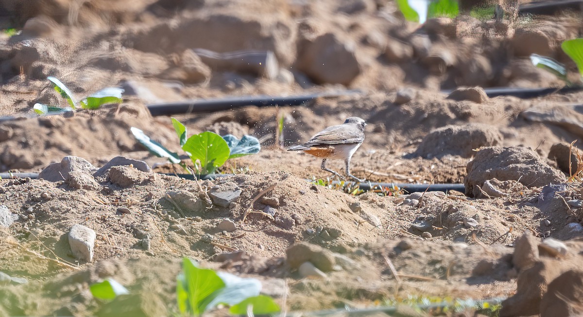 Kurdish Wheatear - ML646908615