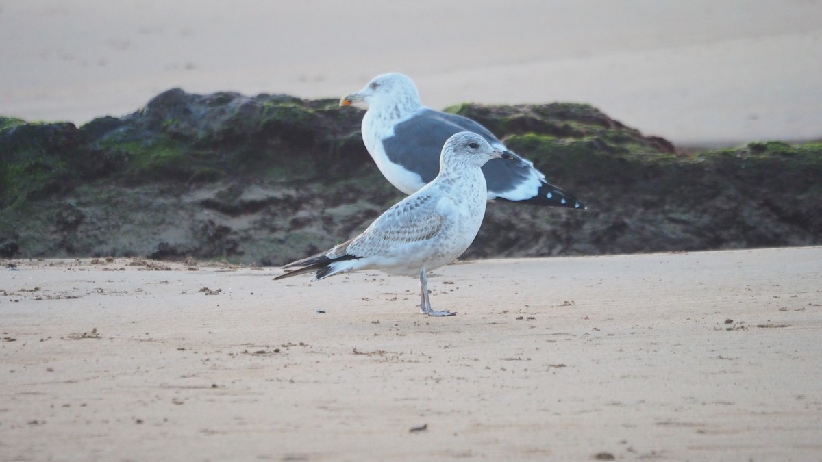 Ring-billed Gull - ML646908616