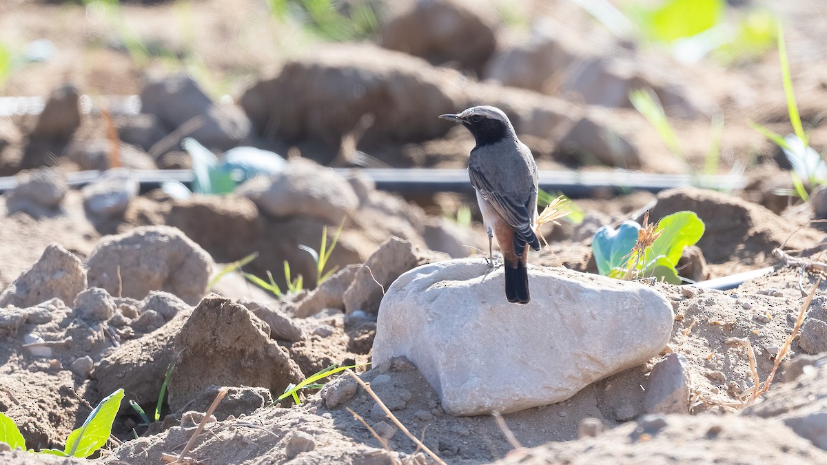 Kurdish Wheatear - ML646908617