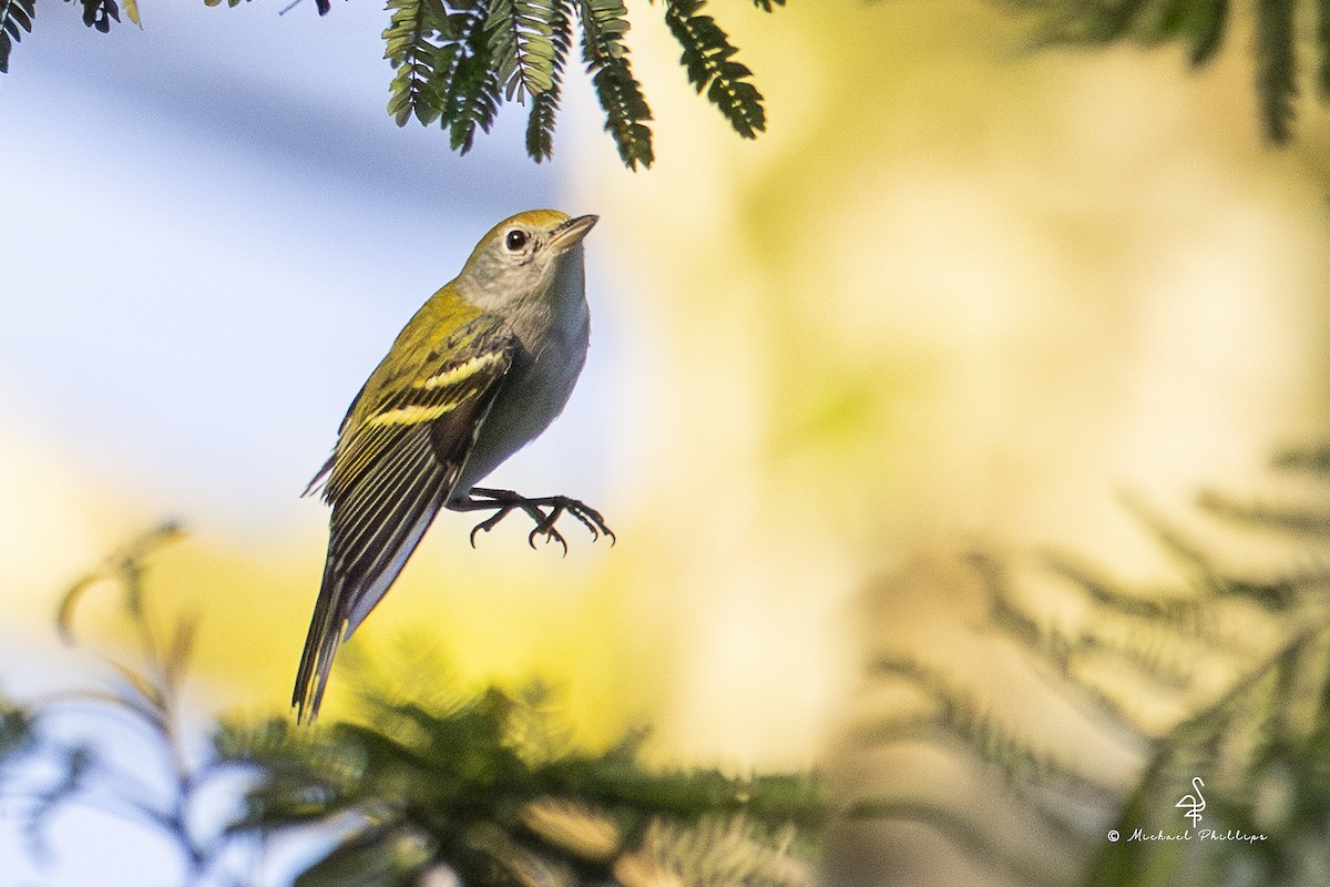 Chestnut-sided Warbler - ML646908618