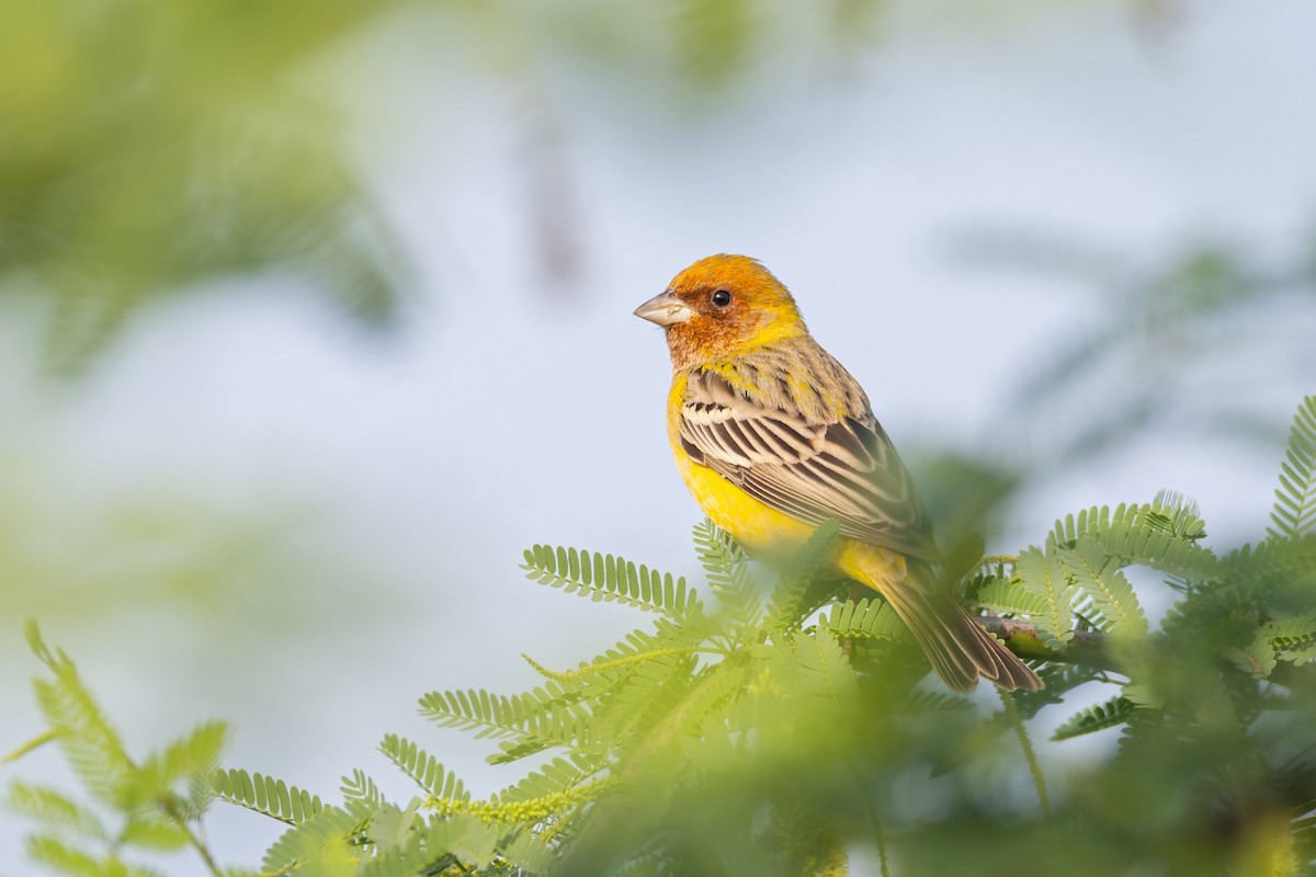 Red-headed Bunting - ML646908619