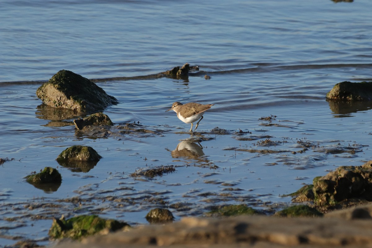 Common Sandpiper - ML646908620