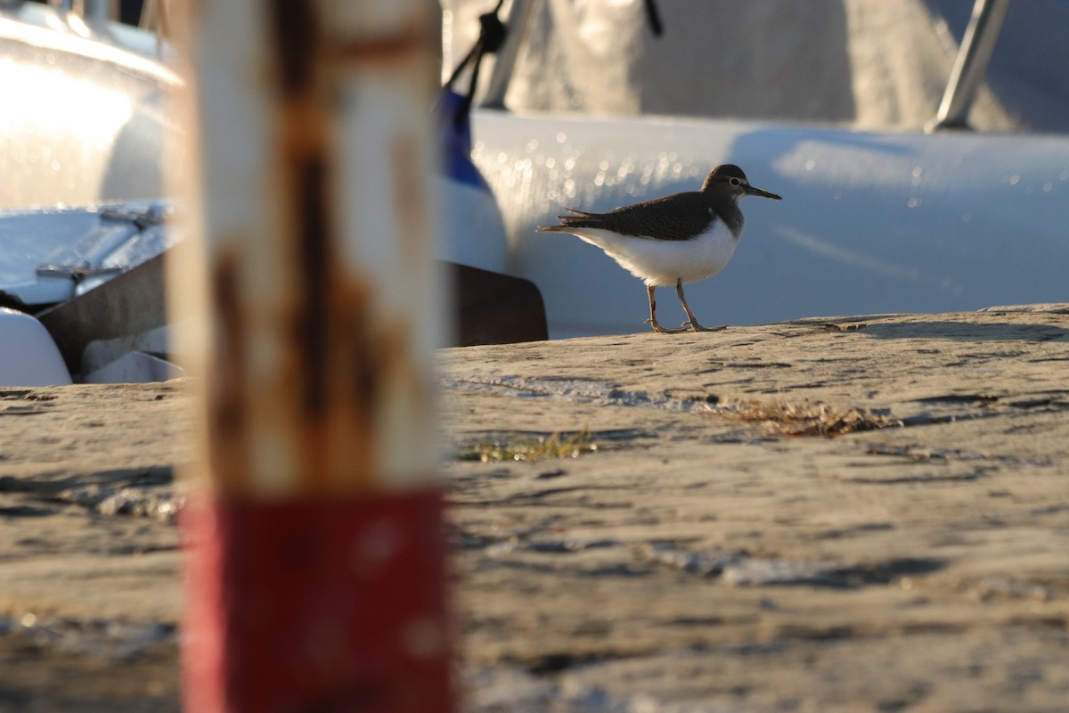 Common Sandpiper - ML646908621