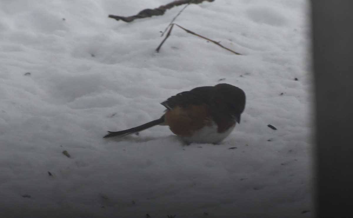 Eastern Towhee (Red-eyed) - ML646908622