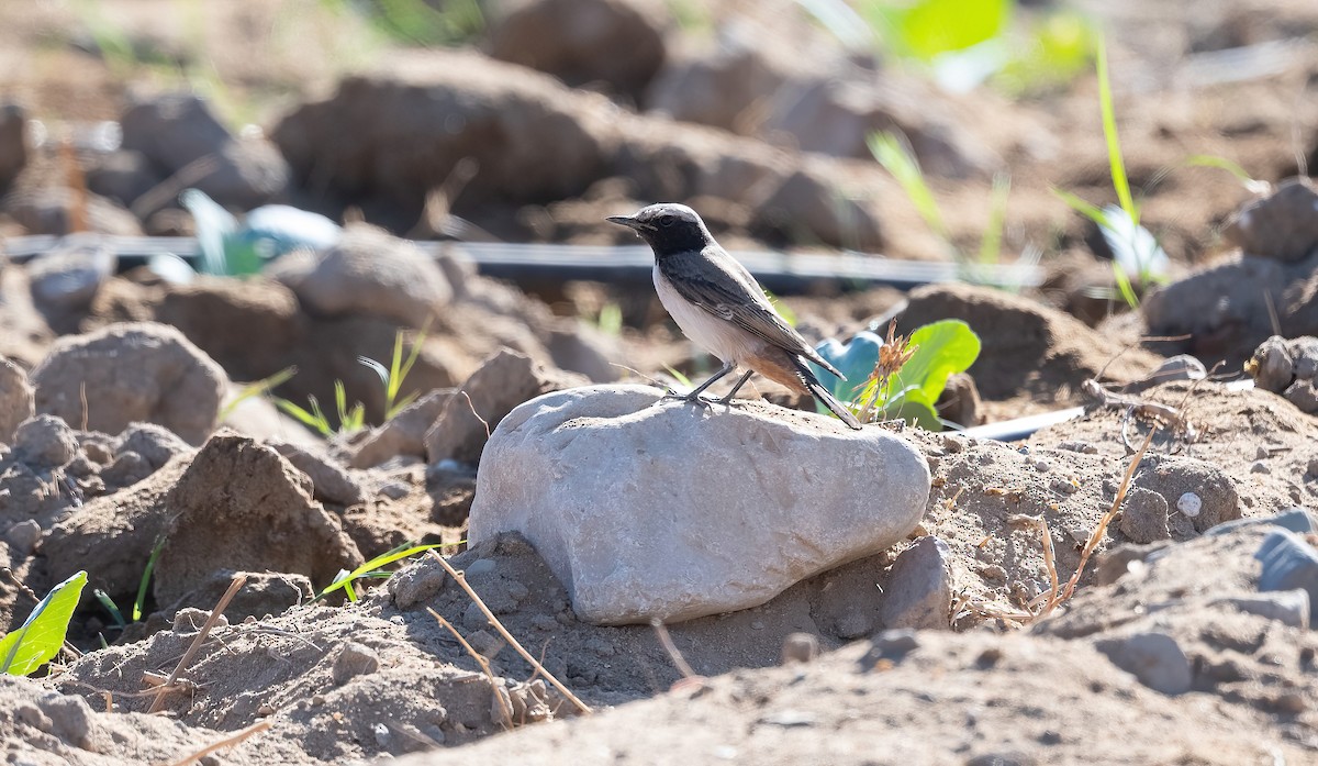 Kurdish Wheatear - ML646908623