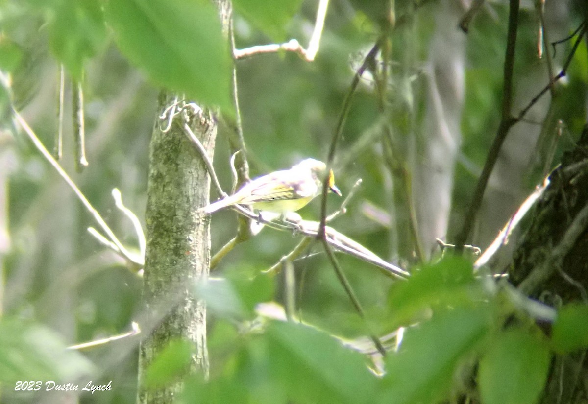 White-eyed Vireo - ML646908626
