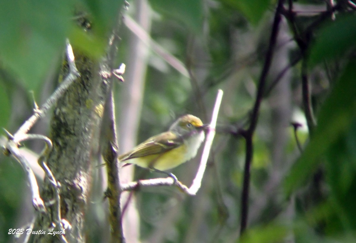 White-eyed Vireo - ML646908627