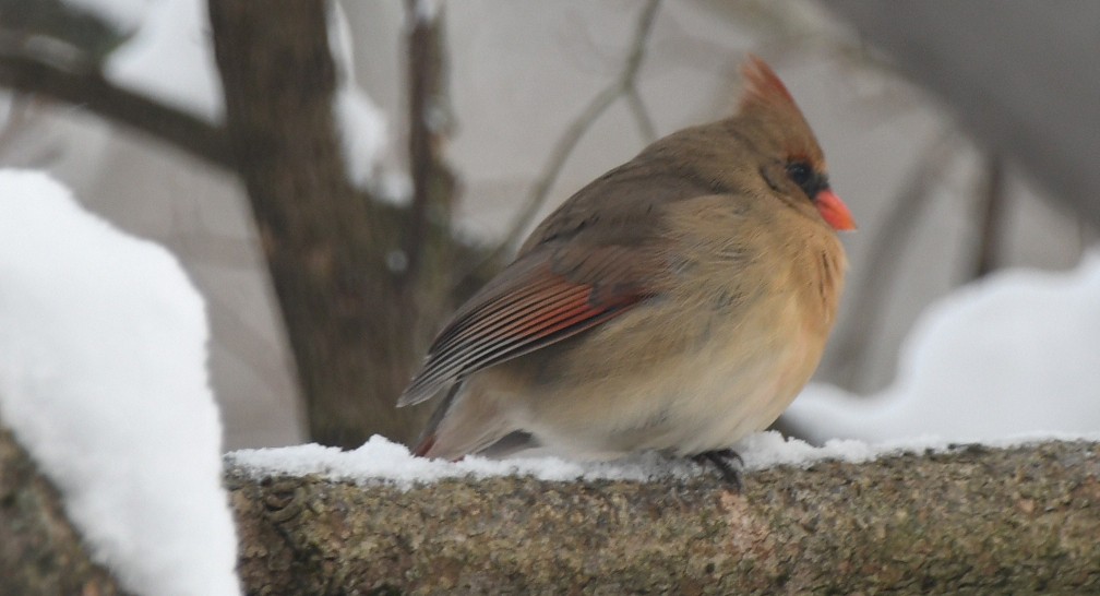 Northern Cardinal (Common) - ML646908628
