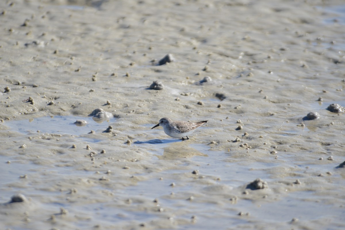 חופית מערבית - ML646908630