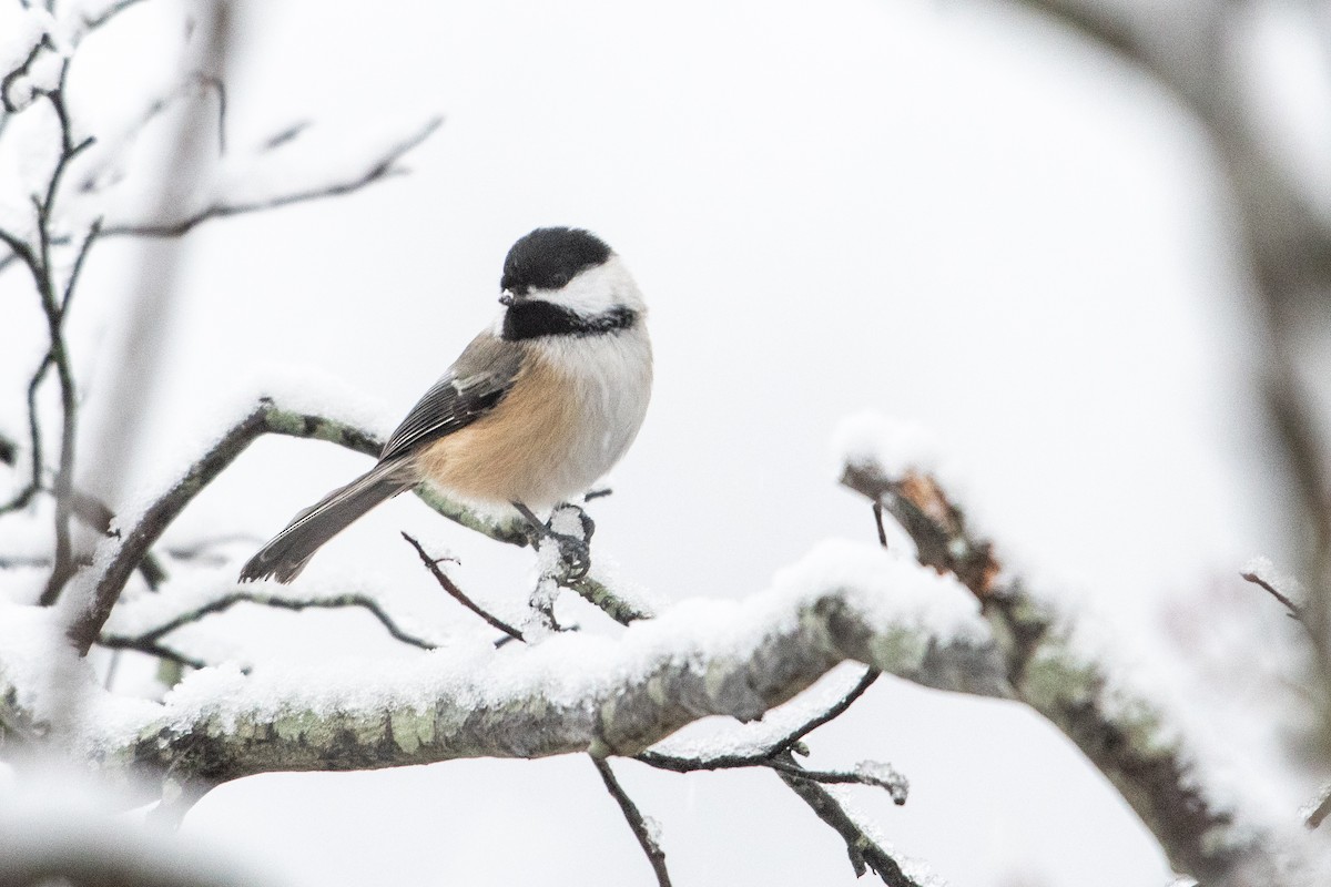 Black-capped Chickadee - ML646908635