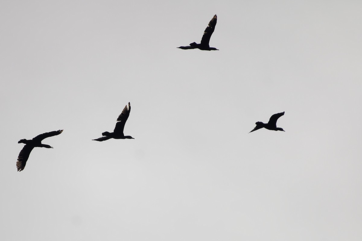 Большой баклан - ML646908636