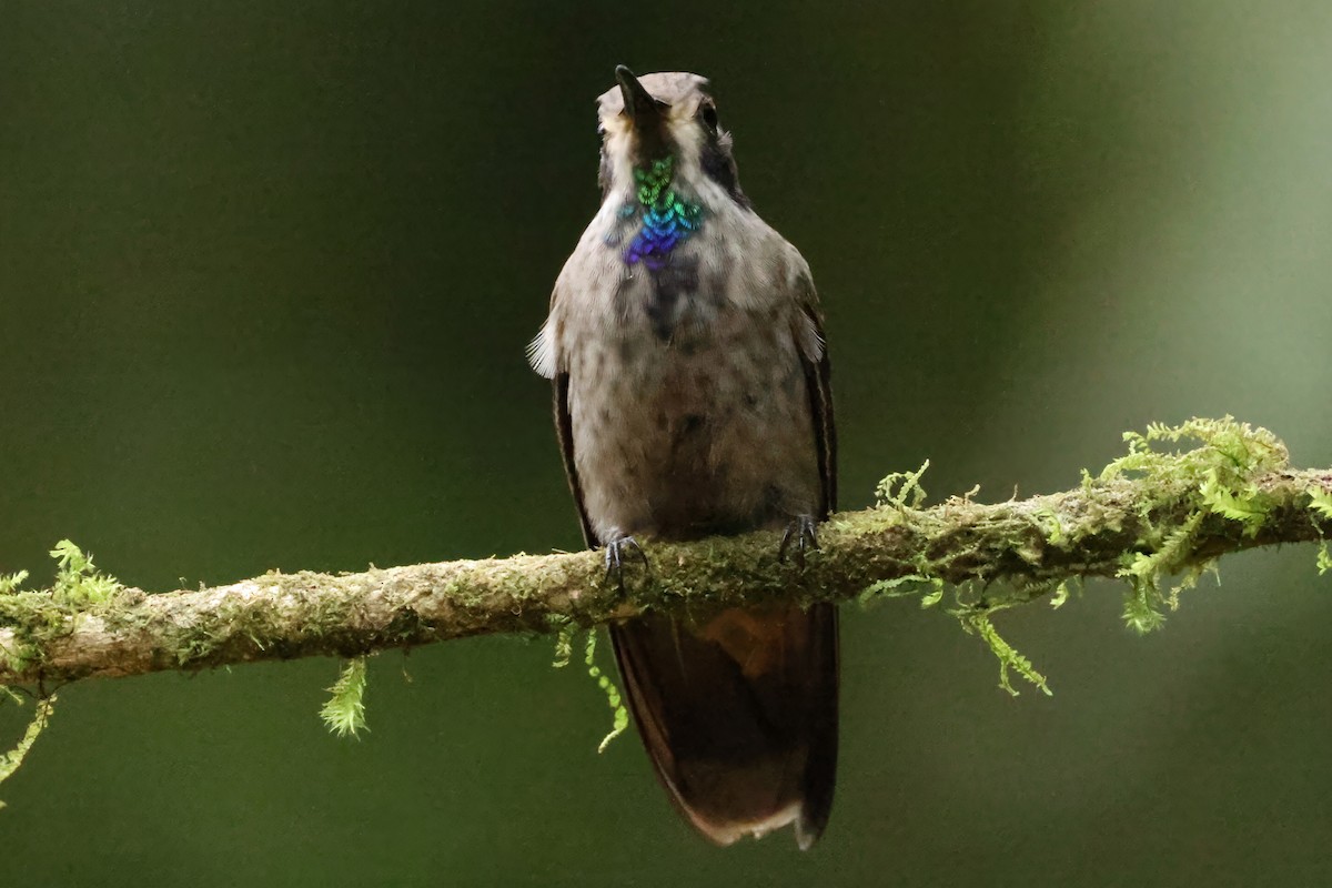 Brown Violetear - ML646908644